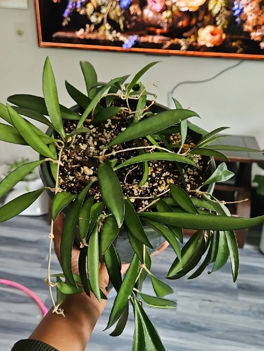 Hoya Wayetii Indoor Planter with Lush Green Foliage - In 8In Pot